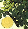 ​Ceratonia Siliqua Gum(เซราโทเนีย ซิลิควา กัม) คืนความชุ่มชื้นให้แก่ผิว ผิวเต่งตึง