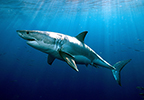 Shark Cartilageหูปลาฉลาม สริมความแข็งแรงและความยืดหยุ่นของโปรตีนคอลลาเจนและอีลาสตินในชั้นหนังแท้