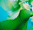 Seaweed (สาหร่ายทะเลน้ำลึก) ช่วยให้ผิวอิ่มน้ำ ลดการละคายเคือง ป้องกัน